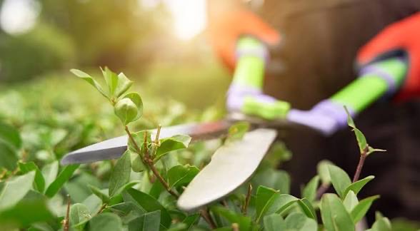 Garden Maintenance